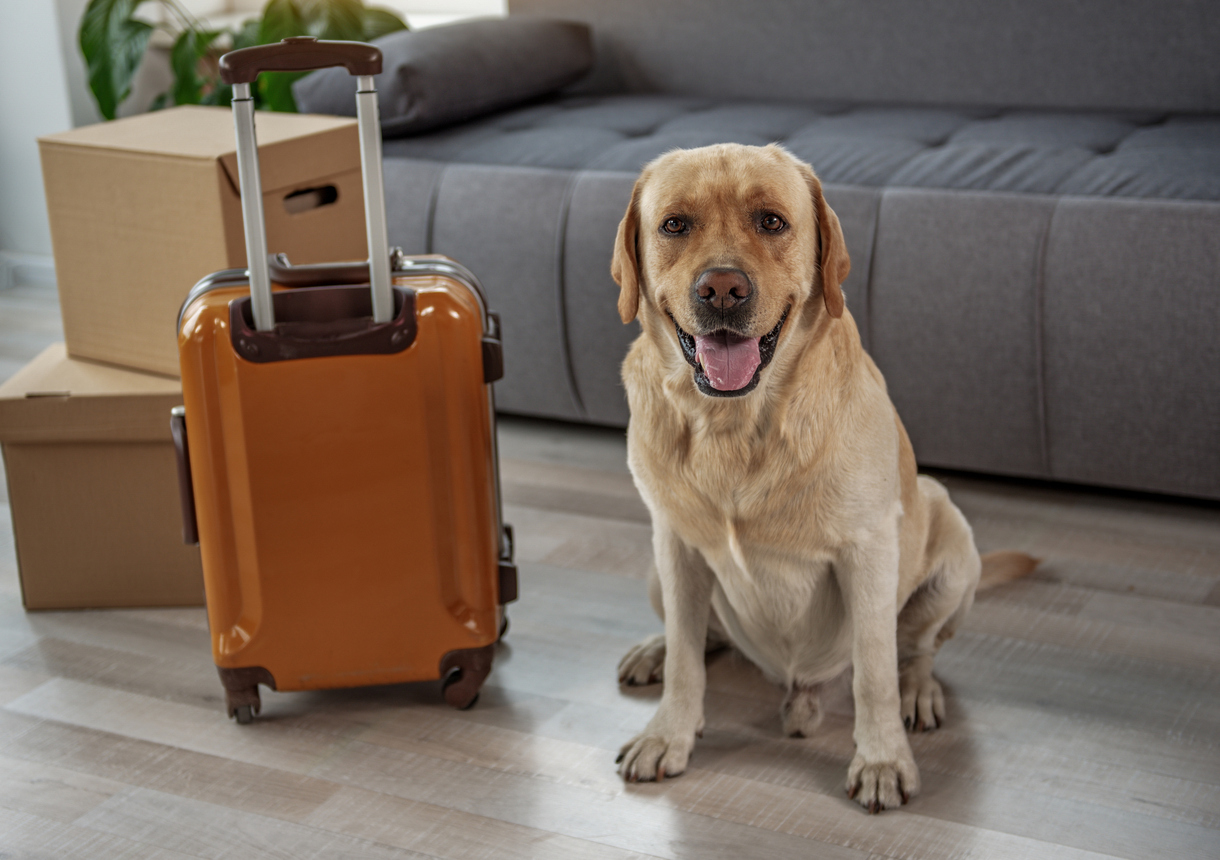 10 Moving Tips to Keep Your Pets Happy